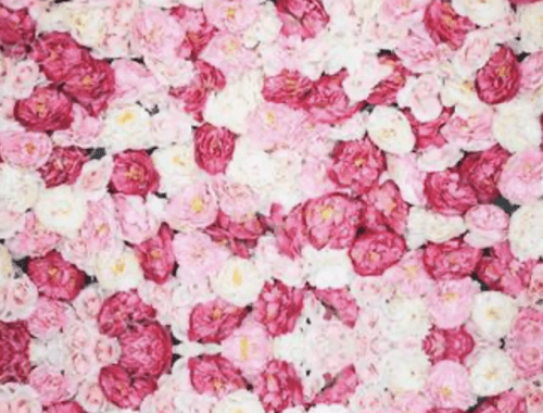 adelaide photobooth hire rose wall flower wall backdrop
